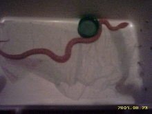 This is aKing with Milk albino