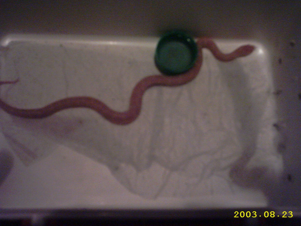 This is aKing with Milk albino