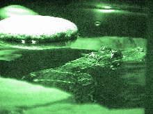Night Vision Photo
