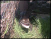 A pic of my caiman