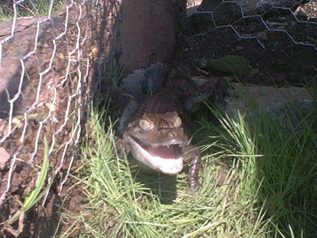 A pic of my caiman