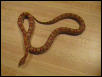 22 female nor het hypo
