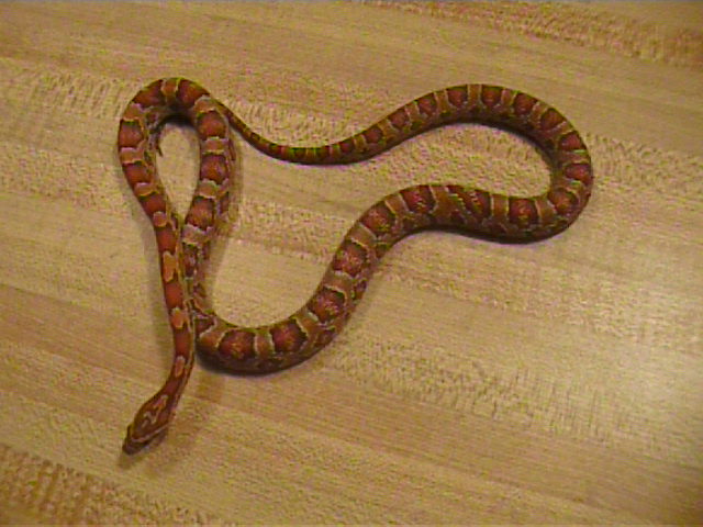 22 female nor het hypo