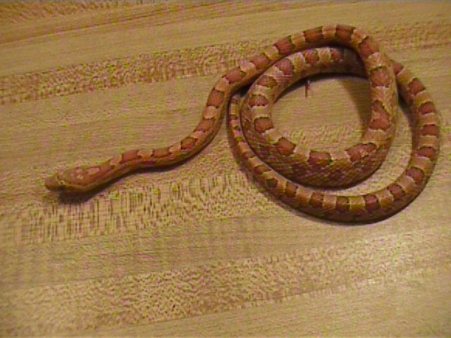 22 male small opaque
