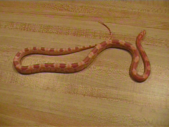 24 rev okee female opaque