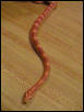 24 rev okee small female opaque