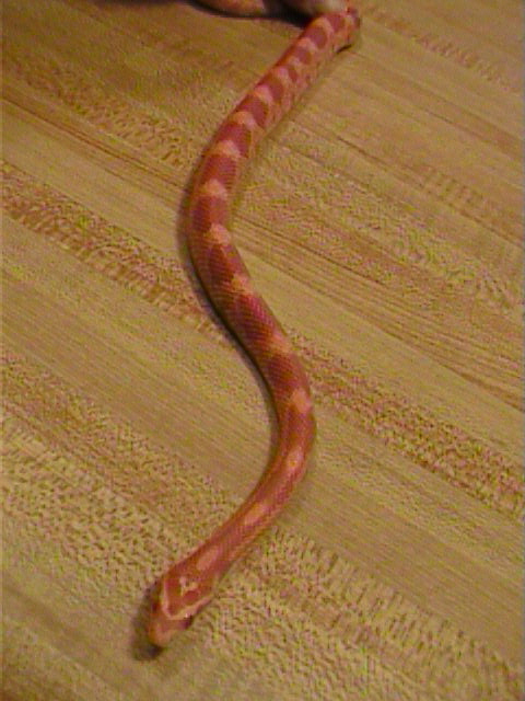 24 rev okee small female opaque