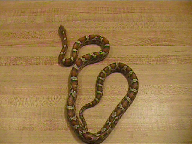 car h hypo female car