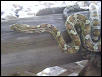 car h hypo male car