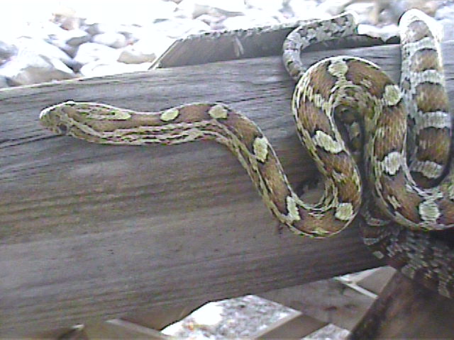 car h hypo male car