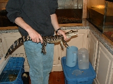 gator for sale