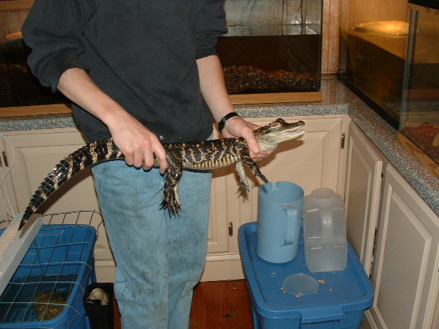 gator for sale
