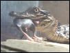 My gator eating a mouse