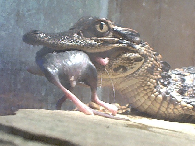 My gator eating a mouse