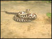 Milk snake