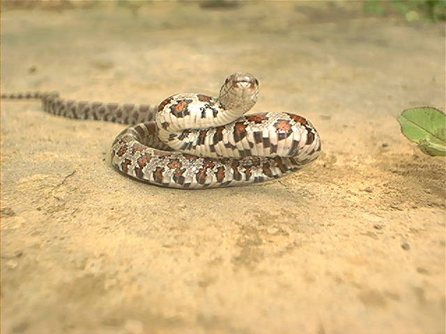 Milk snake