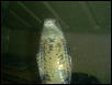 King cobra