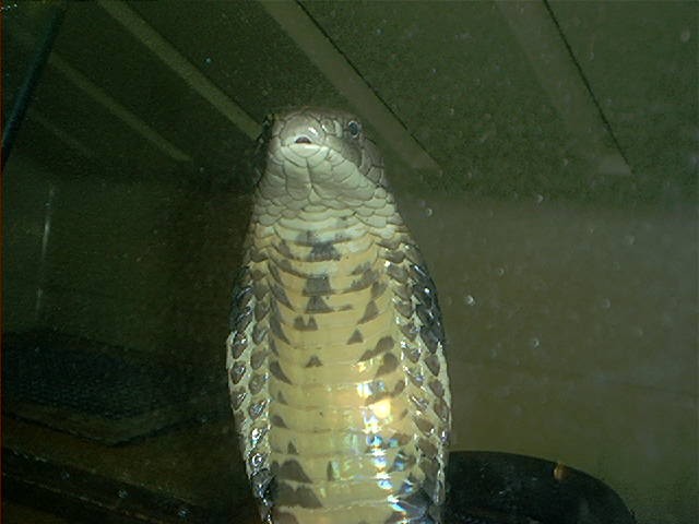 King cobra