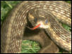 Eastern Garter snake