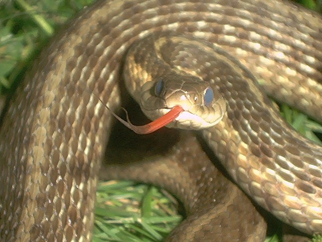 Eastern Garter snake