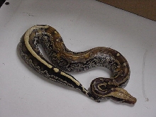 Marble Blood