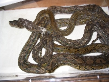 kayuadi