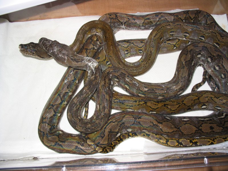 kayuadi