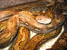 kayuadi