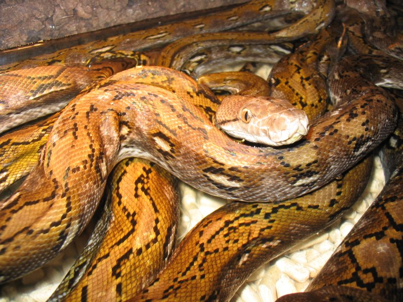 kayuadi