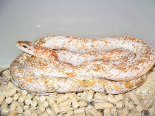 Elaphe Taeniura Taeniura Calico