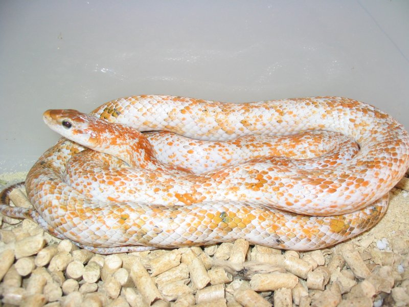 Elaphe Taeniura Taeniura Calico