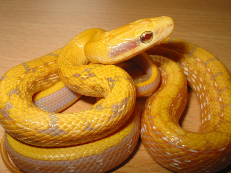 albino taeniura