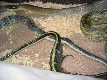 breeding Taeniura Ssp