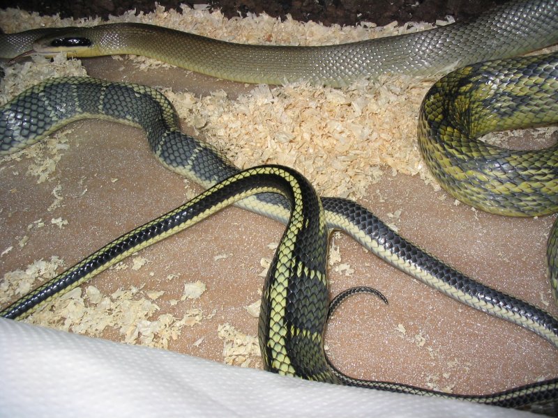 breeding Taeniura Ssp