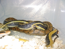 breeding Taeniura Taeniura het. calico