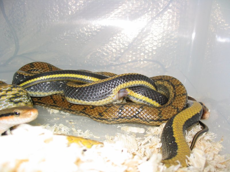 breeding Taeniura Taeniura het. calico