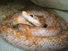 Elaphe Taeniura Taeniura Calico