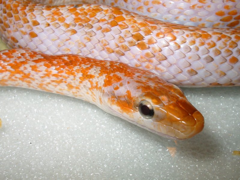 calico taeniura