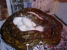 Super Dwarf 100% Het. Albino Retic breeding