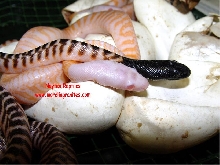 ALBINO BLACKHEAD PYTHON
