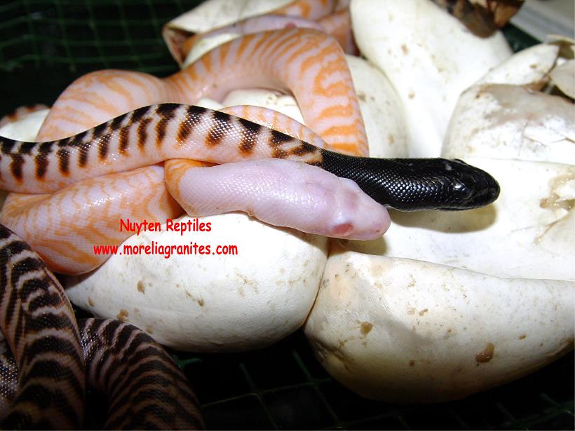 ALBINO BLACKHEAD PYTHON
