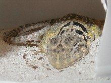 Sleeping Lizard