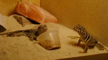 Lizards