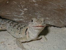 Smile