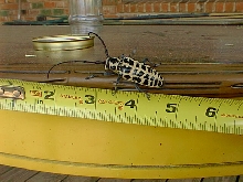 Black and White Beetle