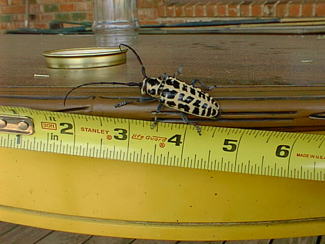 Black and White Beetle