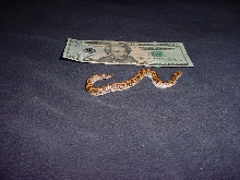 KSB female