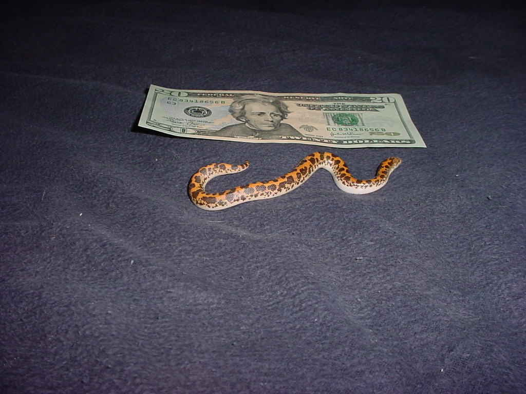 KSB female