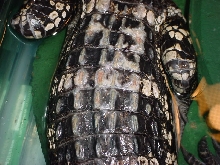 alligator skin problem 1