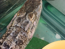 alligator skin problem 2